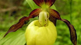 střevliční pantoflíček wiki Klump.ziedas1